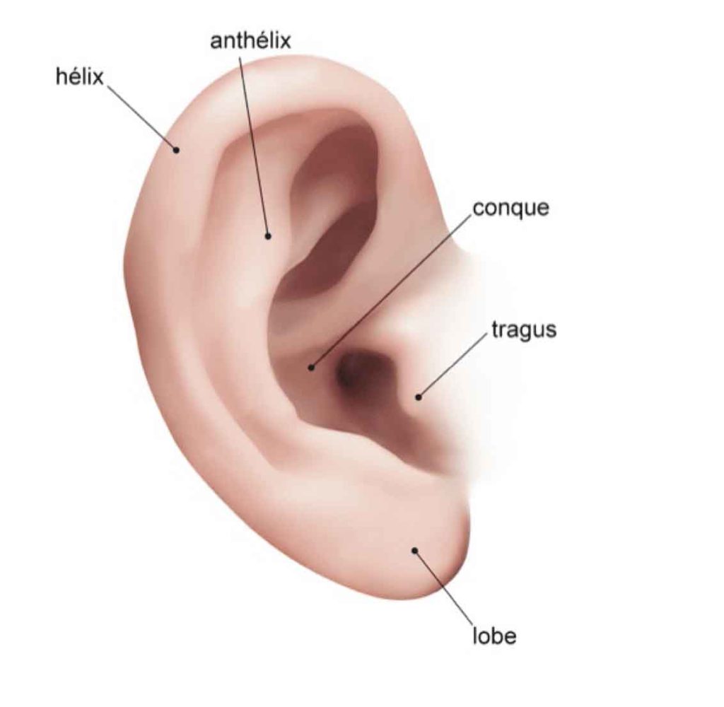 Anatomie oreille